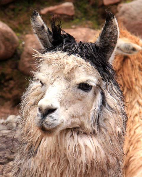 alpaca animale prezioso