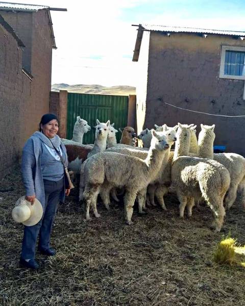 la nostra alpaca piccoli allevatori