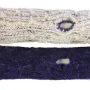 cod.5